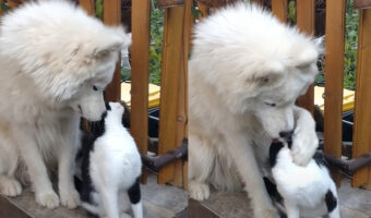 仲良しだという犬と猫。猫をもっとグルーミングしようと目一杯引き寄せる犬ですが・・、これには猫も困った？？【海外・動画】