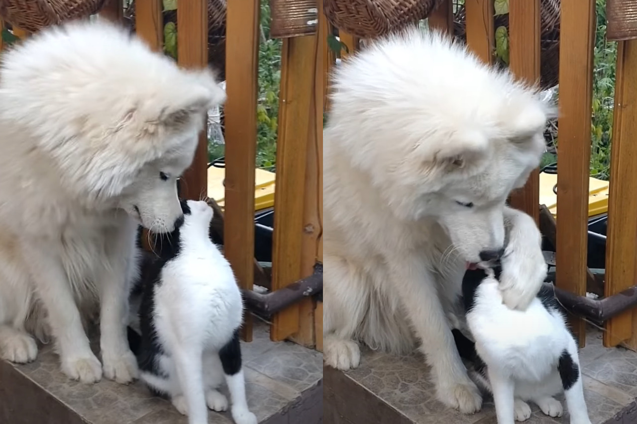 仲良しだという犬と猫。猫をもっとグルーミングしようと目一杯引き寄せる犬ですが・・、これには猫も困った？？【海外・動画】