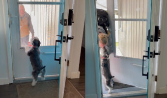 大好きなパパさんが帰ってきて大喜びするミニチュアシュナウザーの子犬。ドアにかじりついてピョンピョン跳ねています!!【アメリカ・動画】