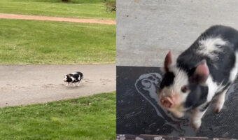 今日もたくさんお手伝いしてくれたブタ。「ご飯だよ!」と言われたら、もう走ってお家に向かいます!!【アメリカ・動画】