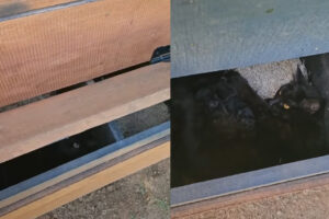 鶏小屋に卵を取りに行ったら・・、取り出し口でビックリな出来事が！！【アメリカ・動画】