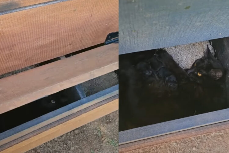 鶏小屋に卵を取りに行ったら・・、取り出し口でビックリな出来事が！！【アメリカ・動画】