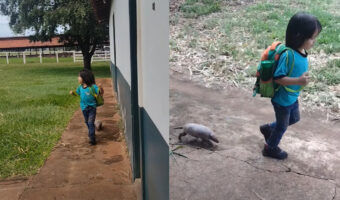 幼い男の子の後ろをトコトコついて行くアルマジロ。かなり懐いているみたいで男の子がUターンした後ろもついて行く！！【海外・動画】