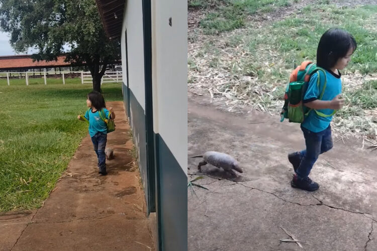 幼い男の子の後ろをトコトコついて行くアルマジロ。かなり懐いているみたいで男の子がUターンした後ろもついて行く！！【海外・動画】