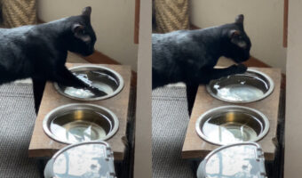 水の張った容器におててを入れて・・と。黒猫がなかなか独特な水の飲み方を披露!!【アメリカ・動画】