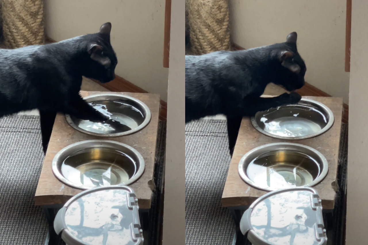 水の張った容器におててを入れて・・と。黒猫がなかなか独特な水の飲み方を披露!!【アメリカ・動画】