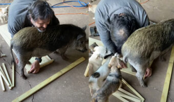 そこにいたら作業が進まないよ!DIY中の男性の手元に体の大きなブタがやって来て・・、それを見た愛犬たちまで集まってきちゃいました!!