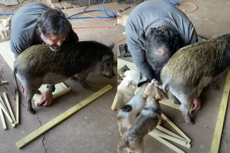 そこにいたら作業が進まないよ！DIY中の男性の手元に体の大きなブタがやって来て・・、それを見た愛犬たちまで集まってきちゃいました！！