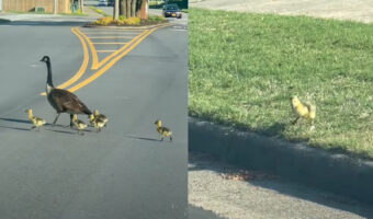 何度もお辞儀をするようにして道路を横断するガチョウの親子。ヒナもみんな渡りきったと思いきや・・、1羽おいてけぼりにされていますよ!!