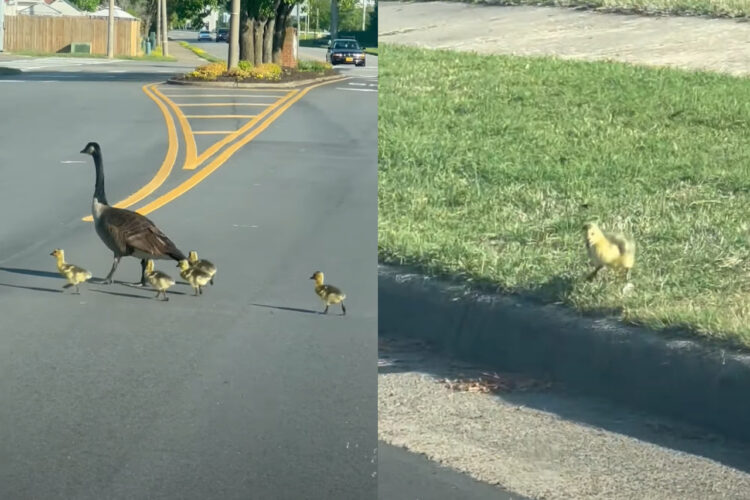 何度もお辞儀をするようにして道路を横断するガチョウの親子。ヒナもみんな渡りきったと思いきや・・、1羽おいてけぼりにされていますよ！！