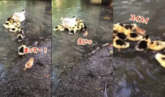 君！泳げたんだね！？泳ぐアヒルの親子の中に一羽だけ紛れ込むかわいい子が！