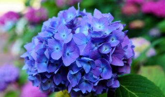 「紫陽花」が見頃を迎える時期はいつ?地域によって差があるようです