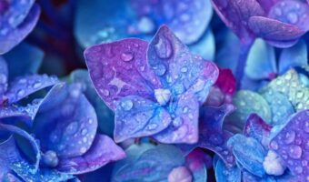 梅雨時に盛りを迎える「紫陽花」と「アナベル」の違いは何?大きな違いは原生地?