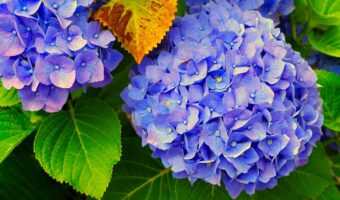 梅雨時に咲き誇る「紫陽花」。その英語表記とは?
