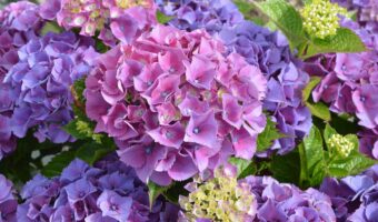 紫陽花の本来の色はピンク?!なら、なんで青や紫になることがあるの?