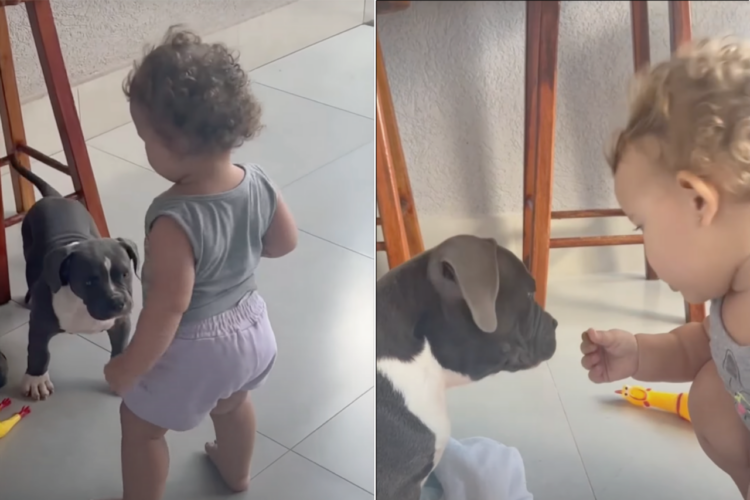 子犬にごはんを食べさせてあげる赤ちゃん。健気に世話を焼くその姿は、子犬のママみたい！！【海外・動画】