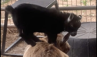 ママの背中に乗ってみせたい子ヤギ。その挑戦はうまくいくでしょうか!【アメリカ・動画】