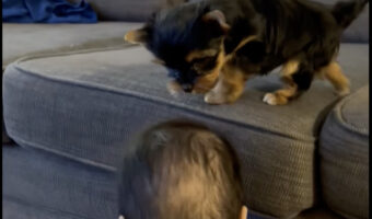 赤ちゃんがヨークシャーテリアの子犬がソファから下りるのをお手伝い!?子犬をだっこできないこの子が、どうやってお手伝いを??