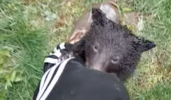 山小屋で発見されたひとりぼっちの子グマは、男性の足にくっついて離れない!