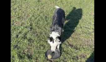 フリスビーもテニスボールを持っていきたいボーダーコリー。フリスビーにボールを置いて、あとはくわえて運ぶだけと思いきや・・