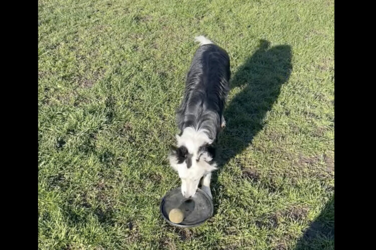 フリスビーもテニスボールを持っていきたいボーダーコリー。フリスビーにボールを置いて、あとはくわえて運ぶだけと思いきや・・