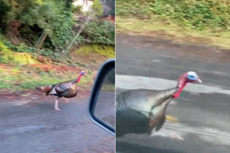 縄張りへの侵入者と疑われた？ドライブをしていたら七面鳥がやってきた！！どこまでも車を追ってくる姿にドライバーさん達はビックリ！！