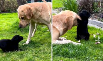 大きな犬にじゃれつく子犬。鼻を突いたり顔に乗っかってみたりとわちゃわちゃする姿がとってもかわいい！！