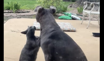 子犬がじゃれついて親にかまってもらおうとしているのかと思いきや・・。じゃれついているのは子犬ではなく、似た毛並みをした猫でした!!