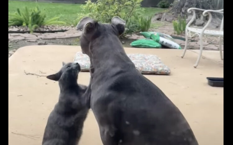 子犬がじゃれついて親にかまってもらおうとしているのかと思いきや・・。じゃれついているのは子犬ではなく、似た毛並みをした猫でした！！