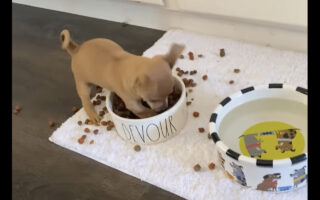 そこは砂場じゃないんだよぉ・・。チワワが穴掘りしようとしているのは、ごはんの盛られたボウルです！！