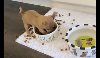 そこは砂場じゃないんだよぉ・・。チワワが穴掘りしようとしているのは、ごはんの盛られたボウルです！！