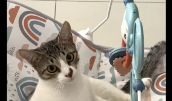 バウンサーを気に入った?猫がすっかり自分の遊び場にしていました!!