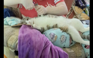 爪切りが終わるのをじっと待つ子猫。暴れたりせずいい子にしていますが、実は動き回りたいのを我慢していたみたい！！【アメリカ・動画】