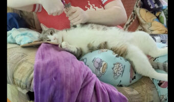 爪切りが終わるのをじっと待つ子猫。暴れたりせずいい子にしていますが、実は動き回りたいのを我慢していたみたい！！【アメリカ・動画】