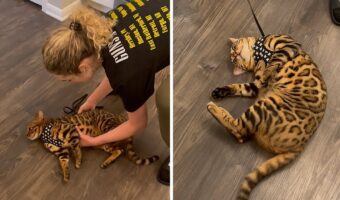 ハーネスを付けた猫。起きる力がわかないのか、床にゴロリと寝転んでいます