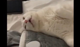 ホットマットで体を伸ばして独り占めする猫。至福のひとときを過ごすその姿が愛らしい!