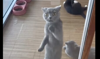 窓越しに踊っている?立ち上がった猫が窓を叩く姿が目を引きます!!【海外・動画】