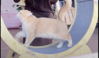 おやつを食べた後はランニング！飼い主さんの声援を受けた猫は、キャットホイールで頑張って走ります！！