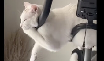 猫がお昼寝スポットに選んだのは、エアロバイクのハンドルの上？！ぎこちない体勢ながらぐっすり寝ているようです