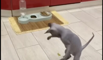 猫パンチを繰り出したり立ち上がって威嚇して警戒心むき出しの猫。その相手が意外過ぎてビックリ!?【海外・動画】