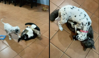 みんな仲良し！猫と子犬、それにフェレットがわちゃわちゃ入り乱れて遊ぶ光景にほっこり