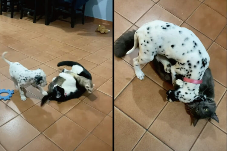 みんな仲良し！猫と子犬、それにフェレットがわちゃわちゃ入り乱れて遊ぶ光景にほっこり