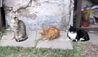 横に並んだ3匹の猫。『あくび』がどんどんうつっていく様子がかわいい!!