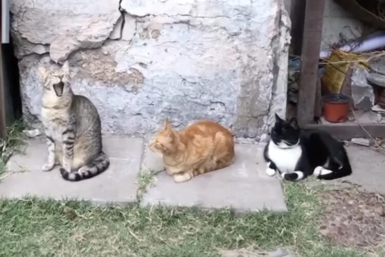 横に並んだ3匹の猫。『あくび』がどんどんうつっていく様子がかわいい！！