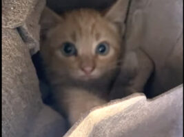 大変！子猫が車のエンジンルームに入り込んじゃった！！つぶらな瞳をしたかわいい顔をのぞかせていますが・・、すぐに出て来てくれるでしょうか？