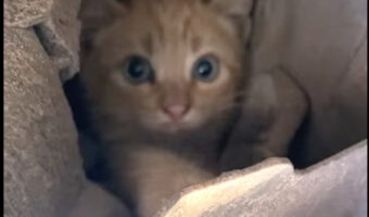 大変!子猫が車のエンジンルームに入り込んじゃった!!つぶらな瞳をしたかわいい顔をのぞかせていますが・・、すぐに出て来てくれるでしょうか?