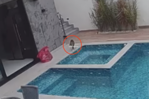 子猫大パニック！プールサイドを歩いていたらとんでもない目に・・【海外・動画】