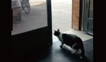お店の中でじっと身構える猫。どうやら、お店の前を通る犬にここが自分の縄張りだと示したいようです!!
