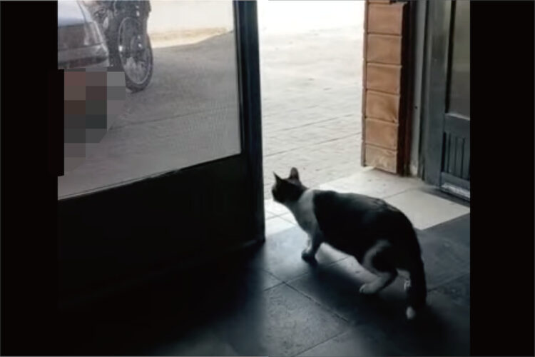 お店の中でじっと身構える猫。どうやら、お店の前を通る犬にここが自分の縄張りだと示したいようです！！