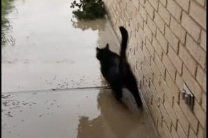 飼い主さんの制止を振り切って外に出た猫。しかし、すぐに後悔したのか戻ってきました！！【アメリカ・動画】